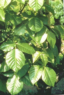 rhus toxico_11_11318.jpg
